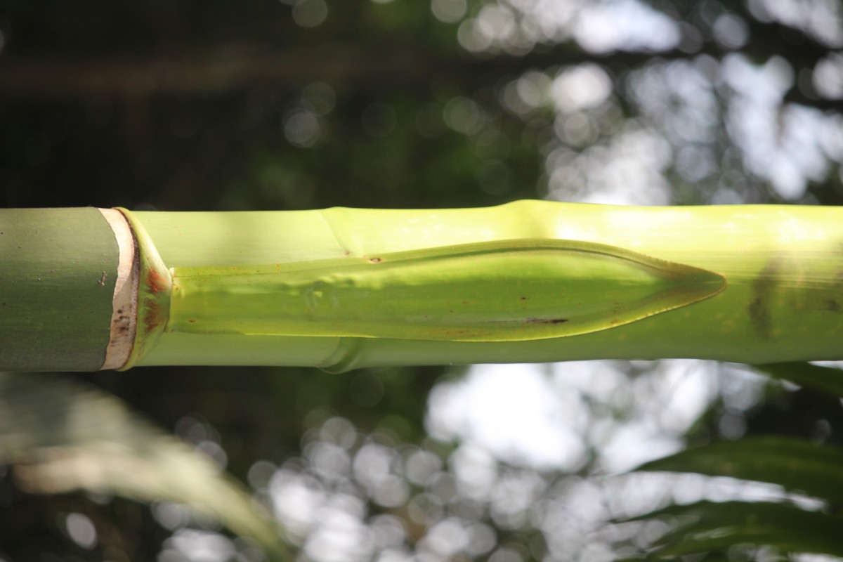 Areca catechu L.